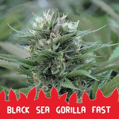 Black Sea Gorilla Fast, Фасовка: 5